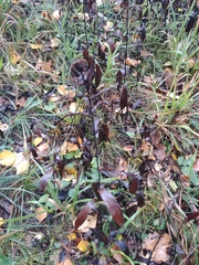 Pentanema salicinum