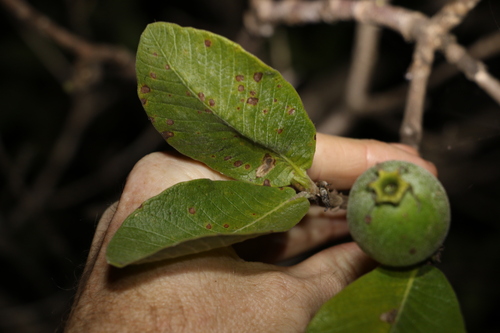 Image of Larsenaikia ochreata by (c) Greg Tasney, some rights reserved (CC BY-SA)
