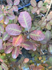 Cotinus