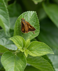 Parnara amalia