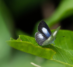 Eirmocides absimilis