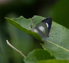 Eirmocides absimilis