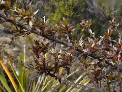 Coprosma ×cunninghamii