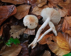 Hygrophorus unicolor