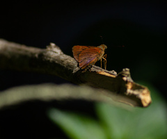 Cephrenes augiades