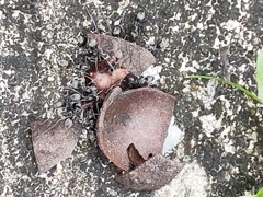 Odontoponera denticulata