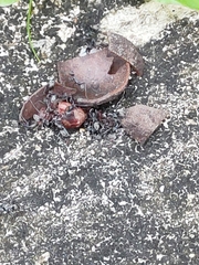 Odontoponera denticulata