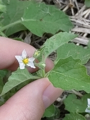 Solanum sarrachoides
