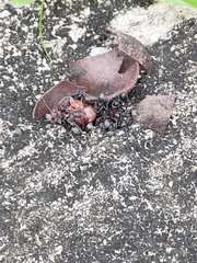 Odontoponera denticulata