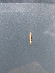 Plutella xylostella-australiana