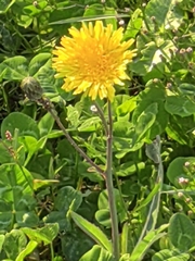 Sonchus brachyotus