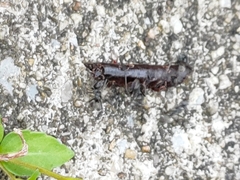 Odontoponera denticulata
