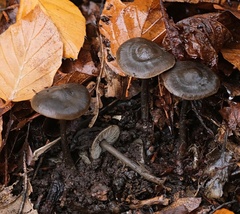 Tephrocybe rancida