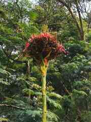 Doryanthes excelsa