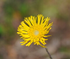 Podolepis jaceoides
