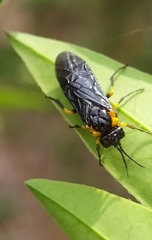 Adurgoa gonagra