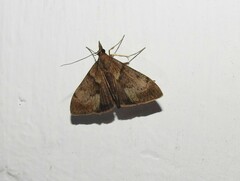 Uresiphita