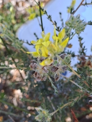 Aspalathus tridentata tridentata