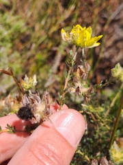 Aspalathus tridentata tridentata