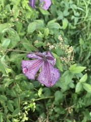 Clematis viticella