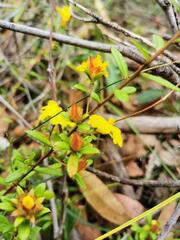 Hibbertia aspera