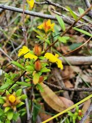 Hibbertia aspera