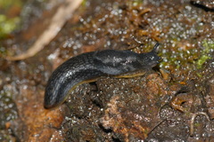 Arion hortensis