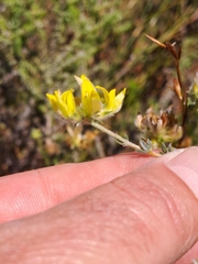 Aspalathus tridentata tridentata