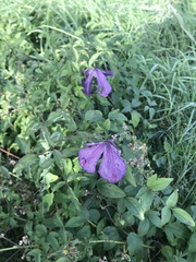 Clematis viticella