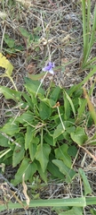 Viola prionantha