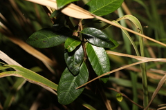 Ichnocarpus frutescens
