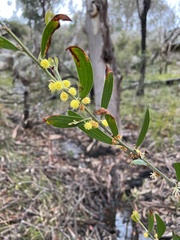 Acacia montana
