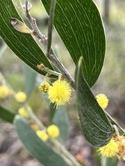 Acacia montana