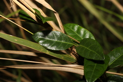Ichnocarpus frutescens