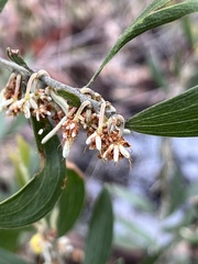 Acacia montana