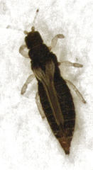 Heliothrips haemorrhoidalis