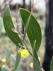 Acacia montana