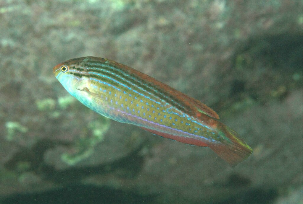 Painted Rainbow Wrasse (Fishes of Cabbage Tree Bay Aquatic Reserve ...