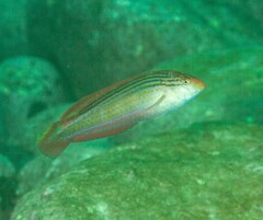 Suezichthys arquatus