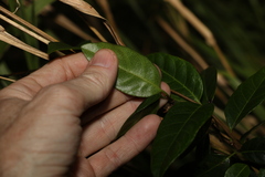 Ichnocarpus frutescens