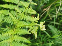 Pteridium