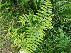 Pteridium