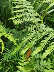 Pteridium