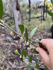 Acacia montana