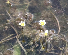 Ranunculus aquatilis
