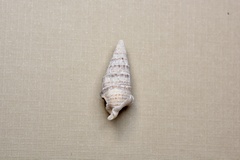 Cerithium