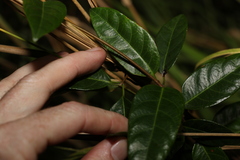 Ichnocarpus frutescens