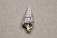 Cerithium