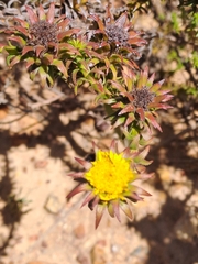 Oedera capensis