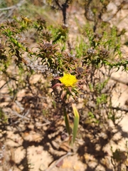 Oedera capensis